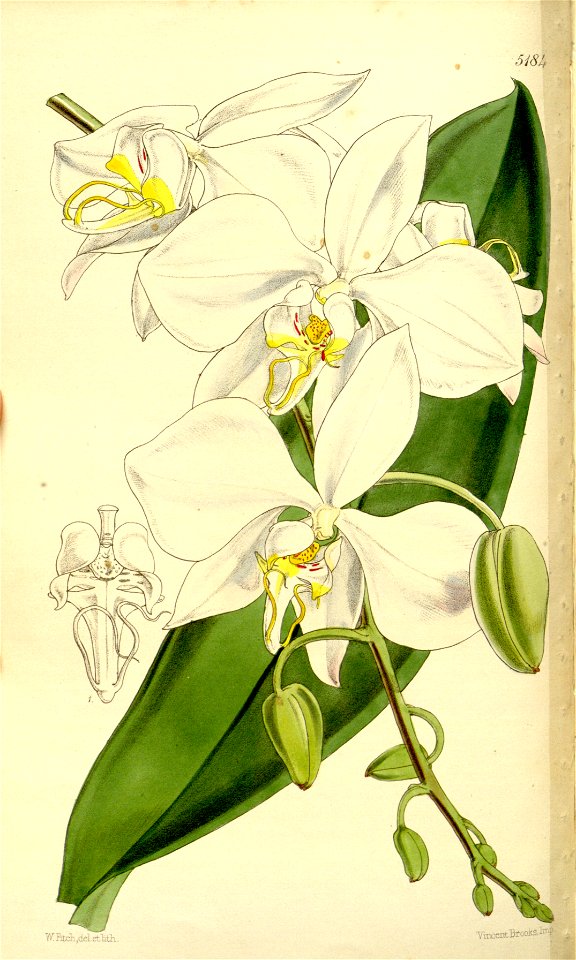 Phalaenopsis amabilis (as Phalaenopsis grandiflora) - Curtis' 86 (Ser. 3 no. 16) pl. 5184 (1860)