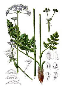 Peucedanum cervaria Sturm27 - clean