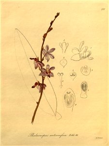Phalaenopsis pulcherrima (as Phalaenopsis antennifera) - Xenia 3-285 (1896). Free illustration for personal and commercial use.