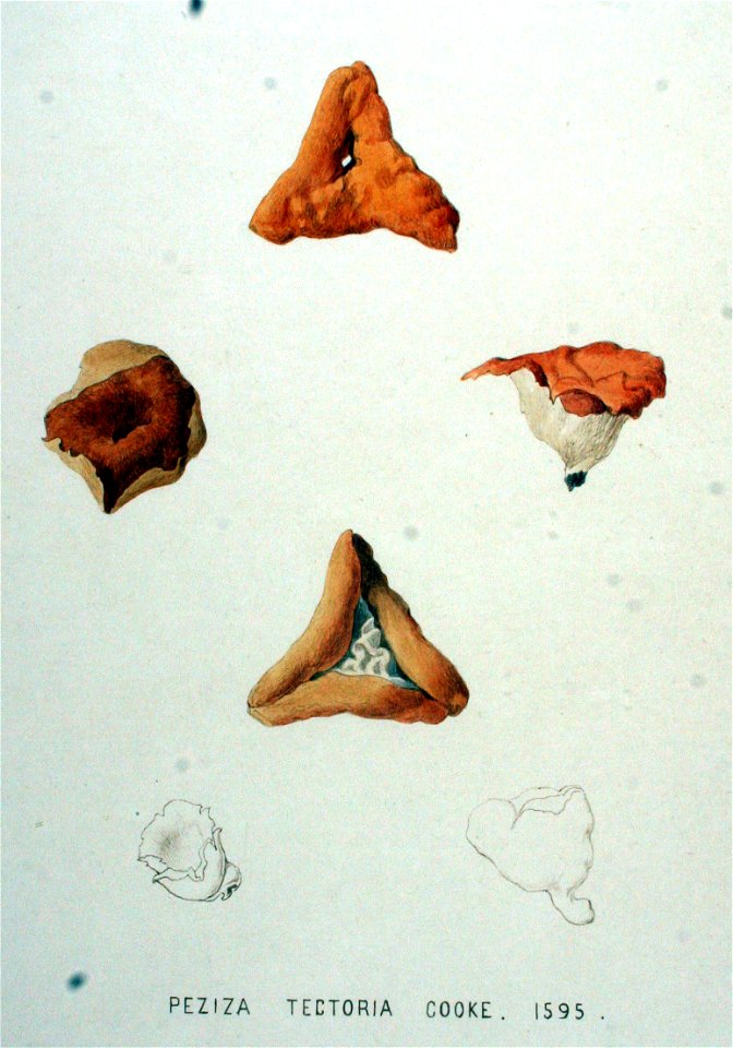 Peziza tectoria — Flora Batava — Volume v20