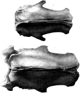 Pezophaps sternum