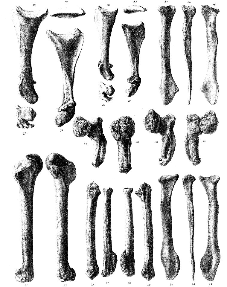 Pezophaps wing bones