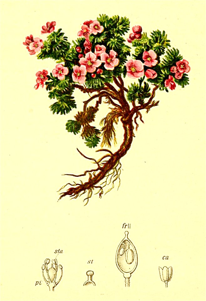 Petrocallis pyrenaica Atlas Alpenflora