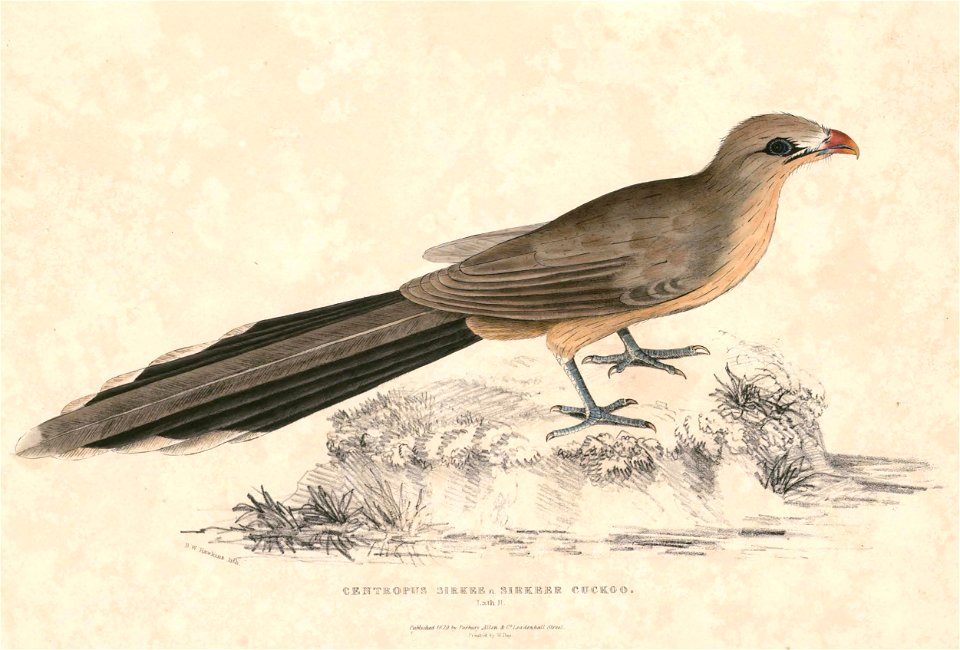 Phaenicophaeus leschenaultii sirkee Hardwicke