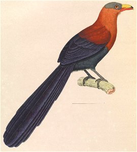 Phaenicophaeus calyorhynchus 1838