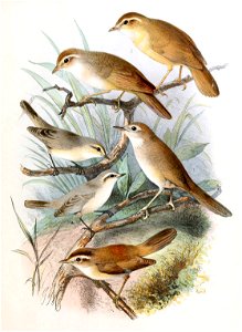Phylloscopus schwarzi & Phylloscopus neglectus & Locustella luteoventris & Acrocephalus bistrigiceps 1889