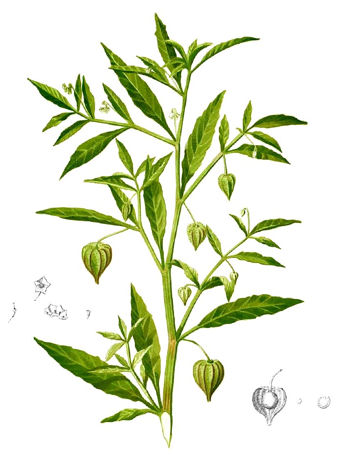 Physalis angulata Blanco1.50-cropped