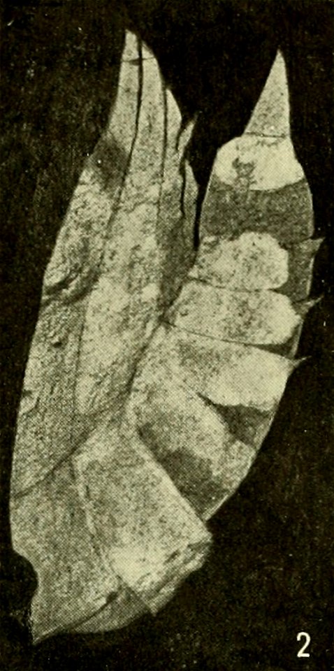 Peytoia nathorsti Laggania cambria USNM PAL 57491