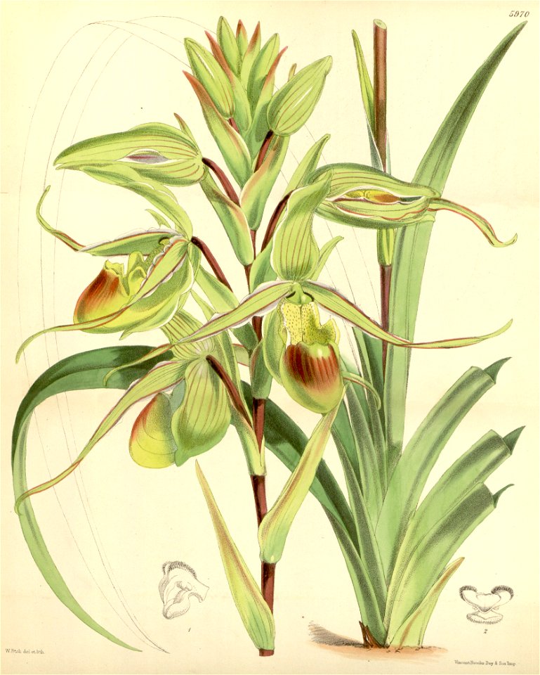 Phragmipedium longifolium (as Cypripedium longifolium) - Curtis' 98 (Ser. 3 no. 28) pl. 5970 (1872)
