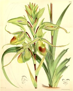 Phragmipedium longifolium (as Cypripedium longifolium) - Curtis' 98 (Ser. 3 no. 28) pl. 5970 (1872). Free illustration for personal and commercial use.