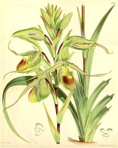 Phragmipedium longifolium (as Cypripedium longifolium) - Curtis' 98 (Ser. 3 no. 28) pl. 5970 (1872)