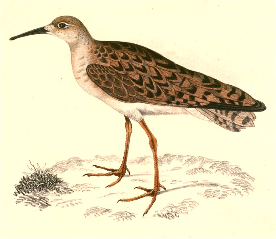 Philomachus pugnax 1 Hardwicke
