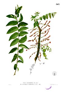 Phyllanthus acidus Blanco2.303
