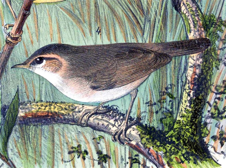 Phylloscopus fuscatus 1889