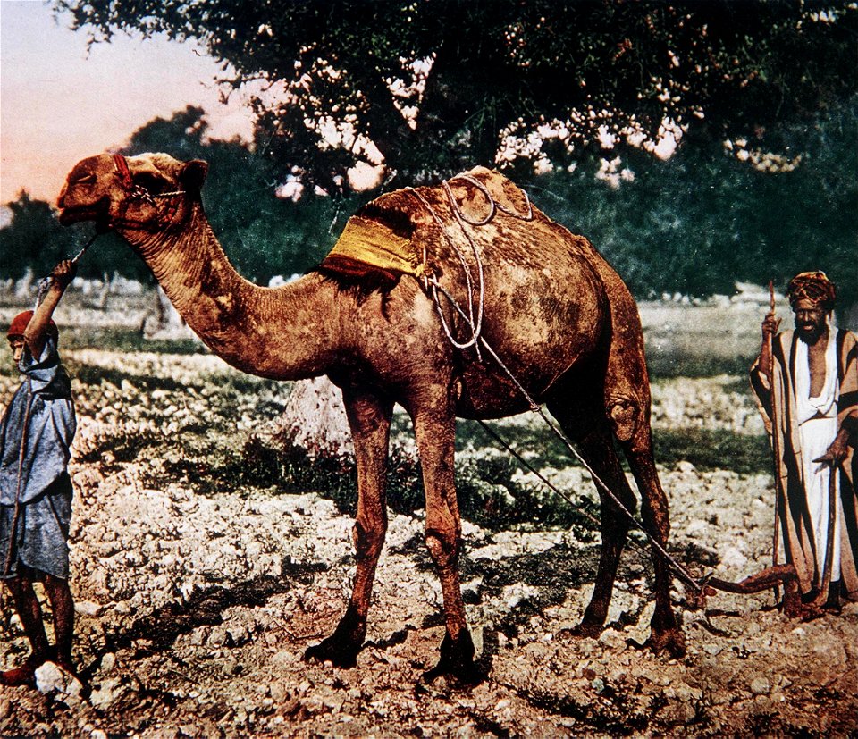 PHOTO FROM THE LATE 19TH CENTURY TAKEN BY FRENCH PHOTOGRAPHER, BONFILS, DEPICTING ARAB FARMERS PLOWING THEIR LAND USING A CAMEL. צילום צבע מסוף המאה ה19 של הצלם הצרפתי בונפיס,
