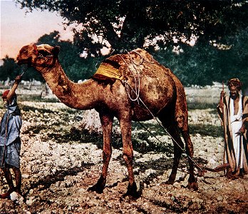 PHOTO FROM THE LATE 19TH CENTURY TAKEN BY FRENCH PHOTOGRAPHER, BONFILS, DEPICTING ARAB FARMERS PLOWING THEIR LAND USING A CAMEL. צילום צבע מסוף המאה ה19 של הצלם הצרפתי בונפיס,
