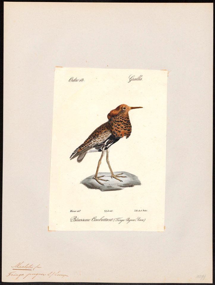 Philomachus pugnax - 1842-1848 - Print - Iconographia Zoologica - Special Collections University of Amsterdam - UBA01 IZ17400209