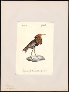 Philomachus pugnax - 1842-1848 - Print - Iconographia Zoologica - Special Collections University of Amsterdam - UBA01 IZ17400209