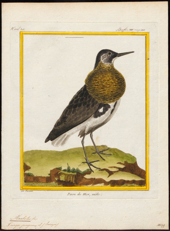 Philomachus pugnax - 1700-1880 - Print - Iconographia Zoologica - Special Collections University of Amsterdam - UBA01 IZ17400197