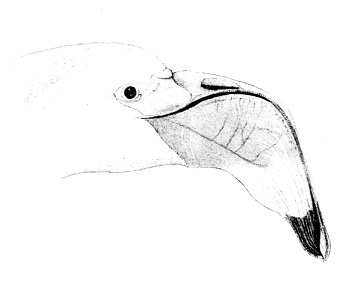 Phoeniconaias minor head 2 1869