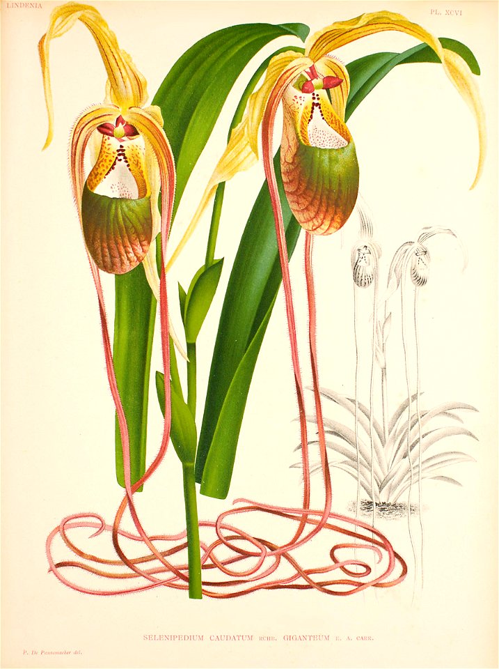 Phragmipedium caudatum11