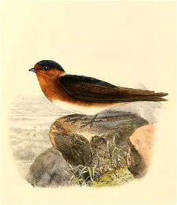 Petrochelidon fulva 1894