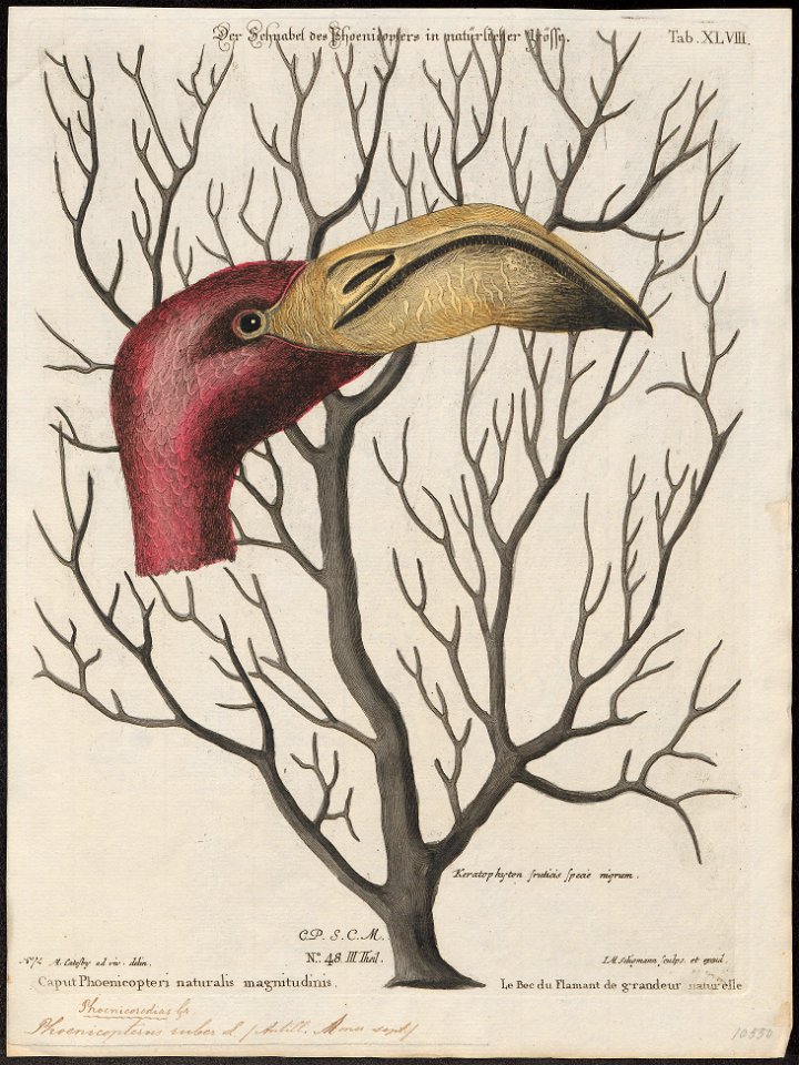 Phoenicopterus ruber - 1700-1880 - Print - Iconographia Zoologica - Special Collections University of Amsterdam - UBA01 IZ17600021