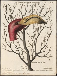 Phoenicopterus ruber - 1700-1880 - Print - Iconographia Zoologica - Special Collections University of Amsterdam - UBA01 IZ17600021