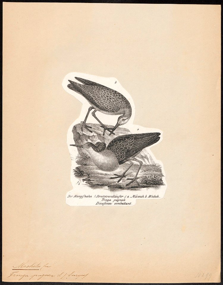 Philomachus pugnax - 1809-1845 - Print - Iconographia Zoologica - Special Collections University of Amsterdam - UBA01 IZ17400213