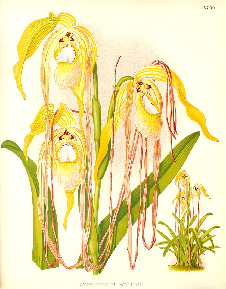 Phragmipedium warszewiczianum111