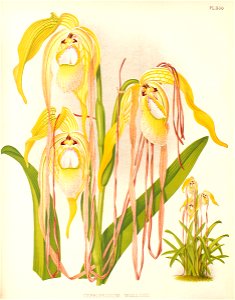 Phragmipedium warszewiczianum111