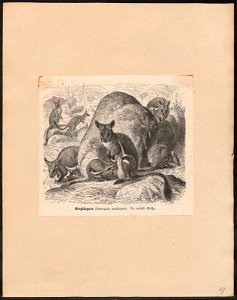 Petrogale xanthopus - 1700-1880 - Print - Iconographia Zoologica - Special Collections University of Amsterdam - UBA01 IZ20300029