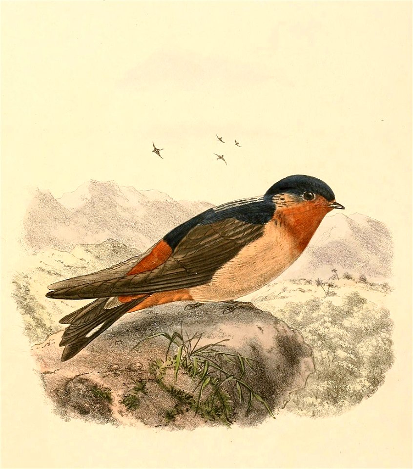 Petrochelidon rufigula 1894