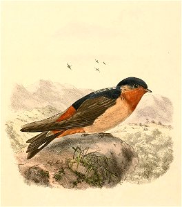 Petrochelidon rufigula 1894