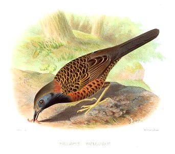 PhlogopsisMacleannaniSmit