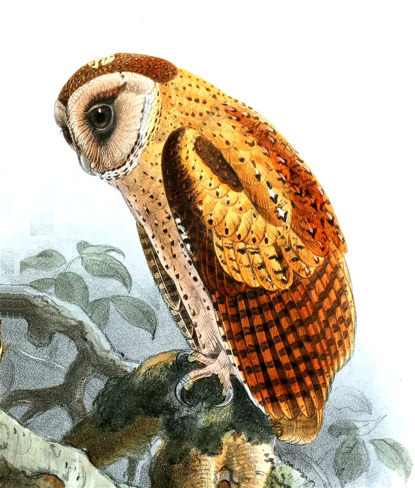 Phodilus assimilis Keulemans