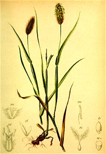 Phleum alpinum Atlas Alpenflora