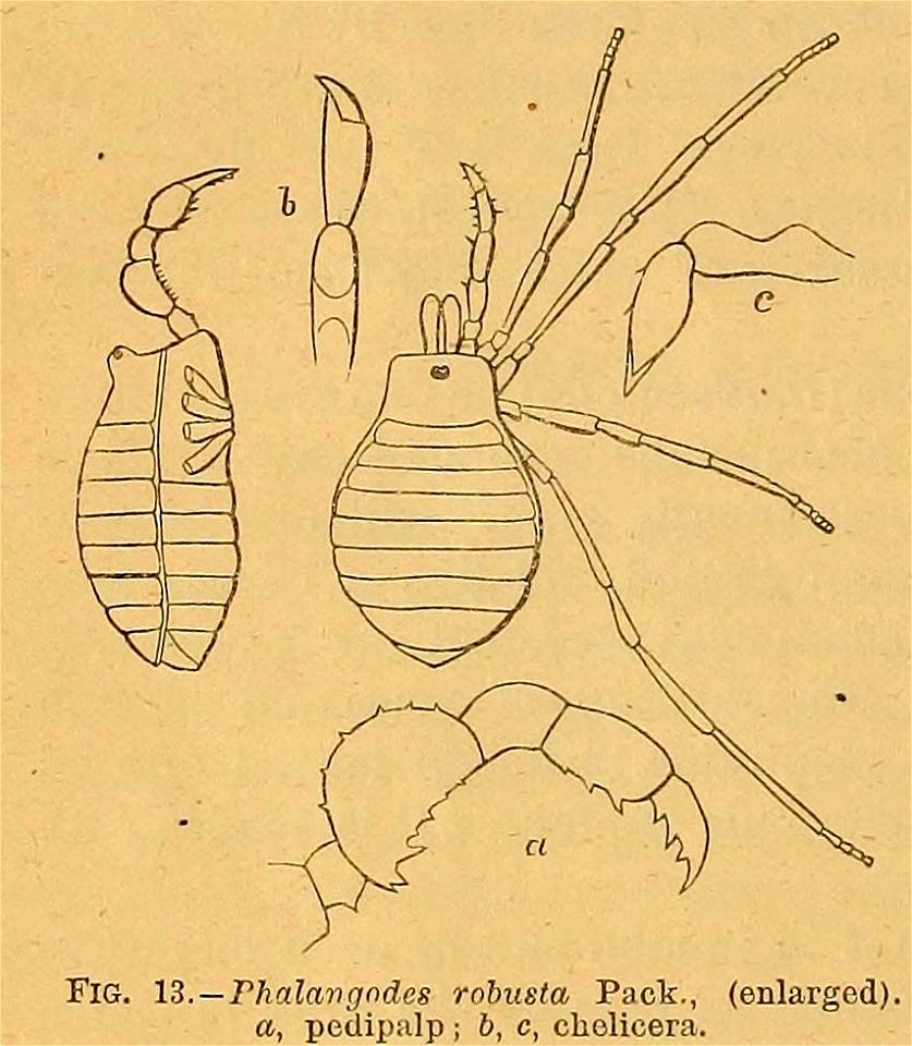 Phalangodes robusta Cavefaunaofnorthamerica