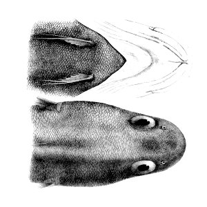 Physiculus kaupi2