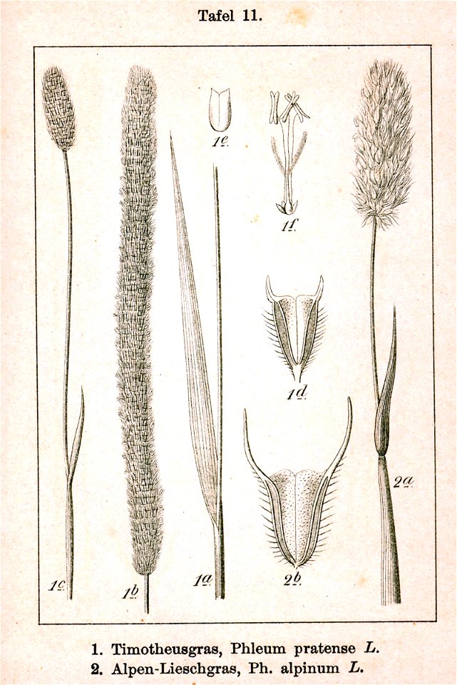 Phleum spp Sturm11