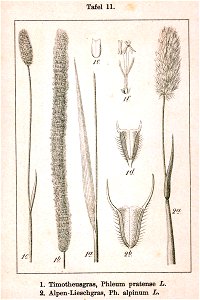 Phleum spp Sturm11