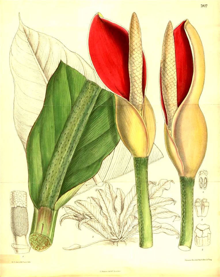 Philodendron insigne