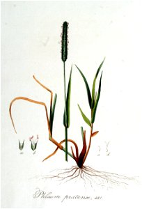 Phleum pratense — Flora Batava — Volume v7
