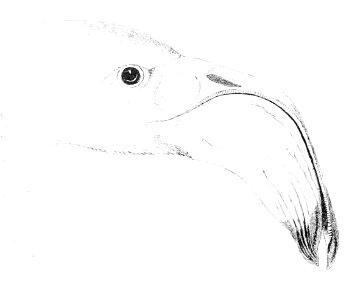 Phoeniconaias minor head 1 1869