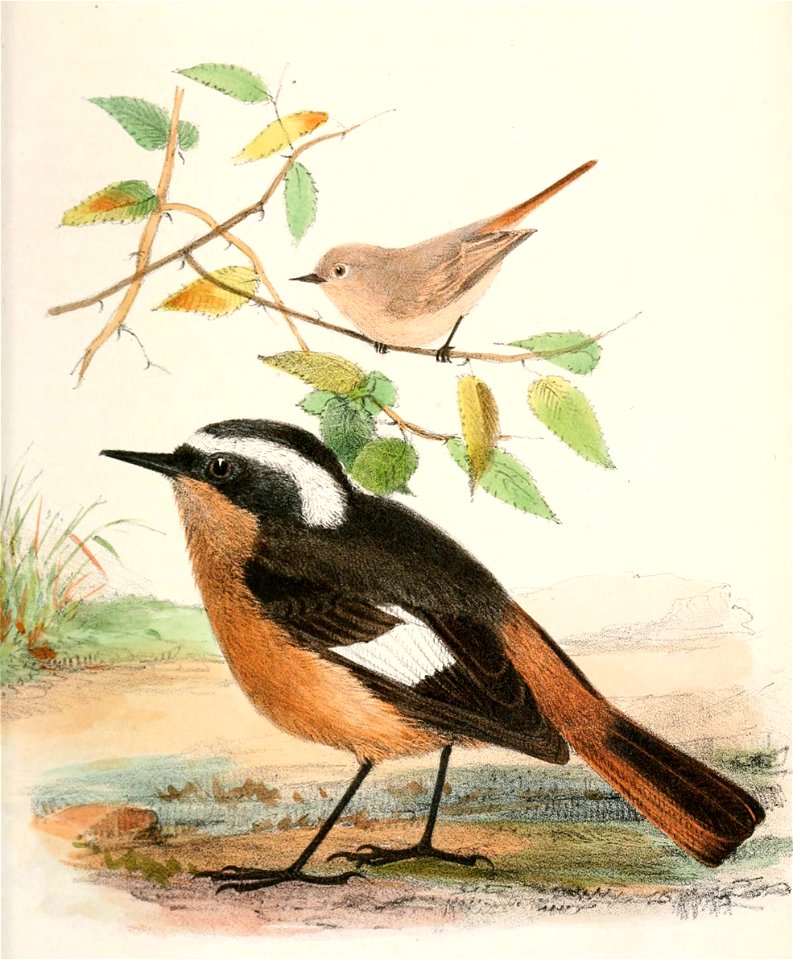Phoenicurus moussieri 1860