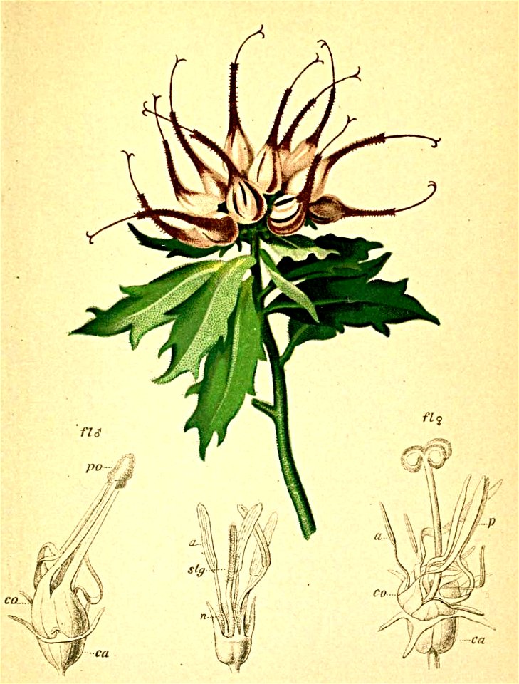 Phyteuma comosum Atlas Alpenflora