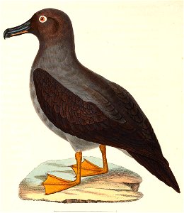 Phoebetria palpebrata 1838