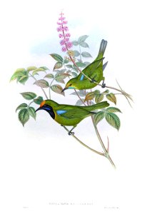 PhyllornisMalabaricusGould