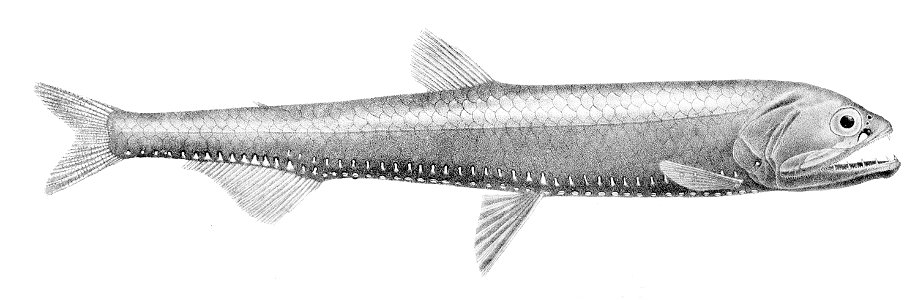 Phosichthys argenteus1