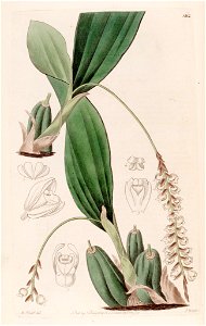 Pholidota imbricata - Bot. Reg. 14 pl. 1213 (1828)
